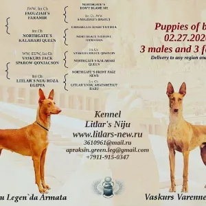 Additional photos: Pharaoh Hound, puppies