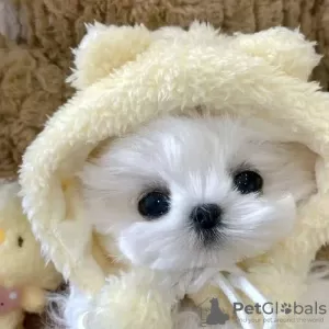 Photo №2 to announcement № 127566 for the sale of maltese dog - buy in United States 