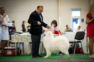 Photo №2. Mating service samoyed dog. Price - 538$