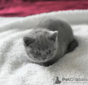 Photo №1. british shorthair - for sale in the city of Bamberg | 370$ | Announcement № 123356