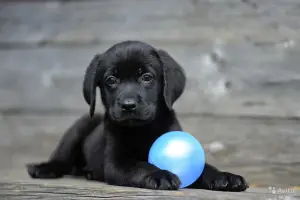 Photo №3. Labrador black girls boy 2.5 months RKF. Full package of documents stamped.. Russian Federation