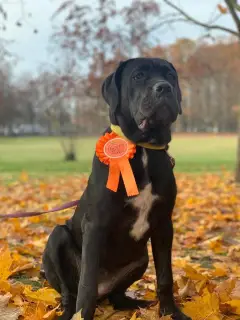 Additional photos: Chic Cane Corso girl for sale