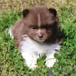 Photo №4. I will sell pomeranian in the city of Texas City. private announcement - price - 279$