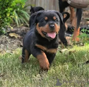 Photo №1. rottweiler - for sale in the city of Essen | 275$ | Announcement № 101210