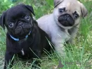 Photo №1. pug - for sale in the city of Амстердам | negotiated | Announcement № 108244