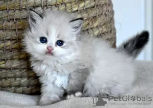 Photo №1. persian cat - for sale in the city of Bonn | Is free | Announcement № 101602