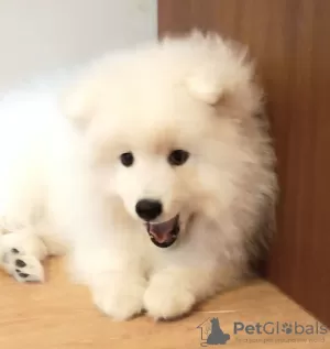 Photo №2 to announcement № 41590 for the sale of japanese spitz - buy in Poland private announcement