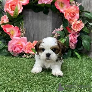 Photo №1. shih tzu - for sale in the city of Göttingen | Is free | Announcement № 99906