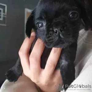 Photo №2 to announcement № 115035 for the sale of pug - buy in Russian Federation private announcement