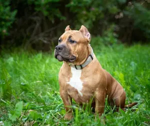 Photo №3. American Bullie ELLADIA GREAT STAR. Russian Federation