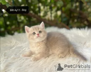 Additional photos: Golden British Shorthair Longhair Girls Boys