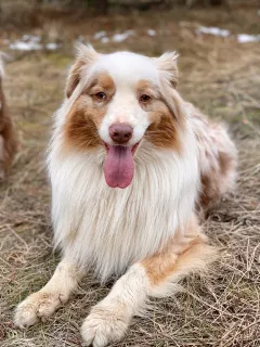 Photo №3. OFFERED FOR KNITTING A MALESTER OF AUSTRALIAN SHEPHERD DOG! in Russian Federation. Announcement № 5243