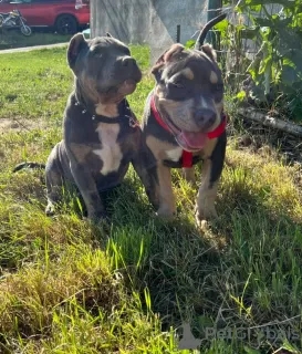 Photo №3. American bully puppies. Italy