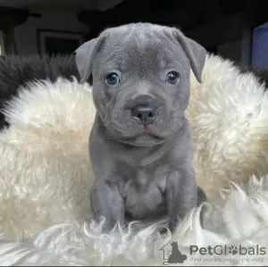 Photo №1. english staffordshire-terrier - for sale in the city of Tallinn | negotiated | Announcement № 119479