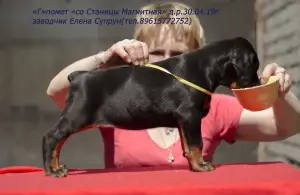 Additional photos: Dobermans-puppies, kennel & quot; from Magnitnaya Stanitsa & quot;