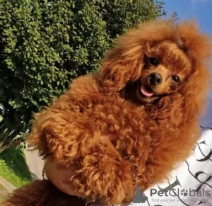 Photo №2 to announcement № 121587 for the sale of poodle (toy) - buy in Serbia 