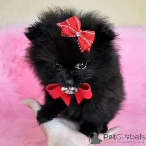 Photo №2 to announcement № 127472 for the sale of pomeranian - buy in Germany private announcement