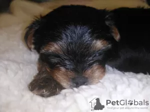 Additional photos: Miniature Yorkie puppies.