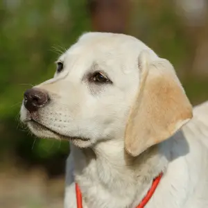 Additional photos: Labrador Retriever Puppies