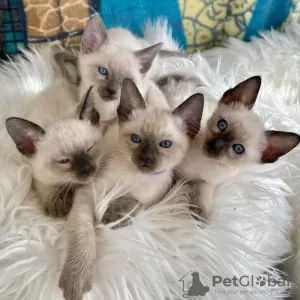 Photo №3. beautiful Siamese kittens. Germany