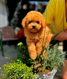 Additional photos: Toy and teddy bear poodles