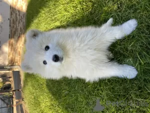 Photo №2 to announcement № 123540 for the sale of samoyed dog - buy in Moldova private announcement