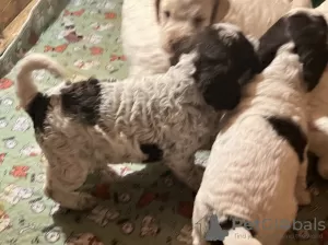 Additional photos: Lagotto Romagnolo puppies