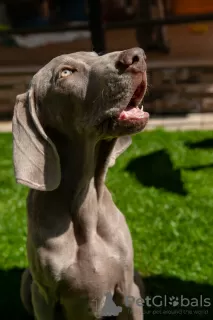 Additional photos: High-breed Weimar Hound puppies