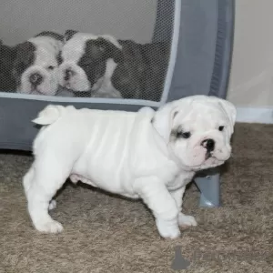 Additional photos: Available English Bulldogs puppies for sale.