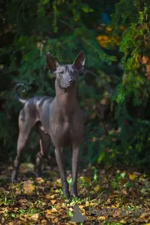 Additional photos: XOLOITZCUINTLE STANDARD puppies