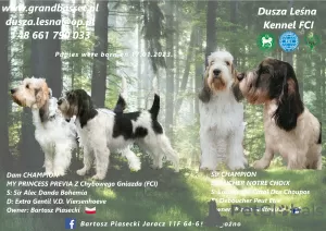 Additional photos: Grand Basset Griffon Vendeen puppies