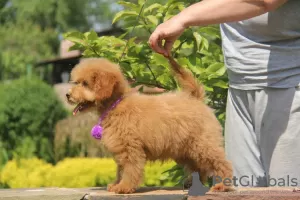 Photo №4. I will sell poodle (toy) in the city of Voronezh. from nursery, breeder - price - negotiated