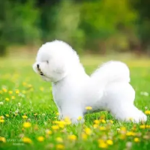 Photo №3. Adorable Bichon Frize puppies. Belarus