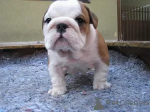 Photo №1. english bulldog - for sale in the city of Volos | negotiated | Announcement № 129953