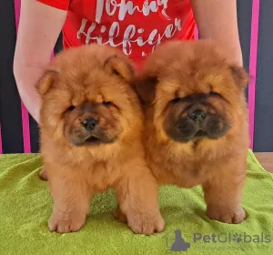 Photo №1. non-pedigree dogs - for sale in the city of Prusy | 1902$ | Announcement № 40293