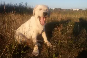 Photo №1. labrador retriever - for sale in the city of Mogilyov | negotiated | Announcement № 3126