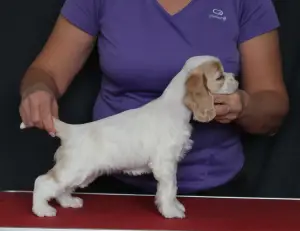 Photo №3. Puppies for sale American Cocker Spaniel. Russian Federation