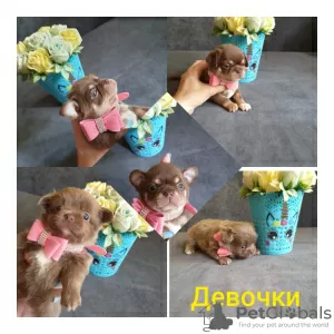 Additional photos: Chihuahua puppies for sale