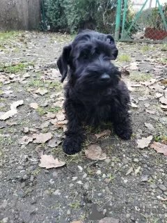 Photo №3. ZKwP Miniature Schnauzer. Poland