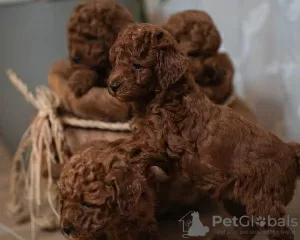 Additional photos: Red Toy Poodles and Toy Poodles