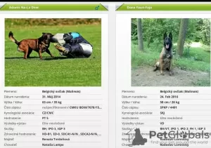 Photo №1. malinois - for sale in the city of Bojnice | 716$ | Announcement № 9459