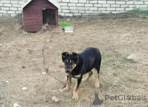 Photo №2 to announcement № 97904 for the sale of non-pedigree dogs - buy in Belarus private announcement