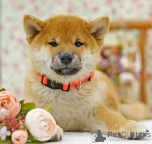 Photo №1. shiba inu - for sale in the city of Москва | negotiated | Announcement № 25635