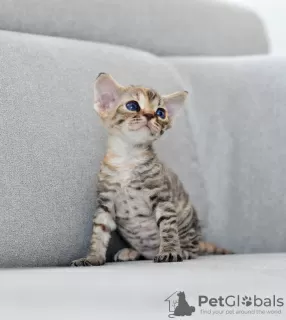 Photo №4. I will sell devon rex in the city of Vreden. breeder - price - 1585$