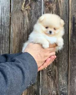 Photo №2 to announcement № 107791 for the sale of pomeranian - buy in Germany private announcement