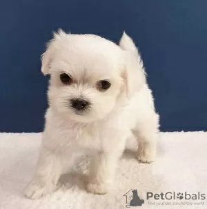 Photo №1. maltese dog - for sale in the city of Notodden | 423$ | Announcement № 126717