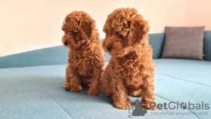 Photo №2 to announcement № 24688 for the sale of poodle (toy) - buy in Russian Federation 