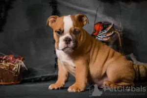 Additional photos: English bulldog puppies with FCI documents