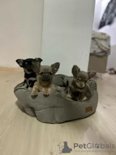 Additional photos: Selling three Chihuahua boys with official documents and vaccinated