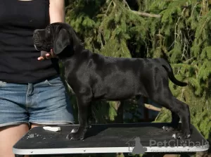 Additional photos: cane corso puppies